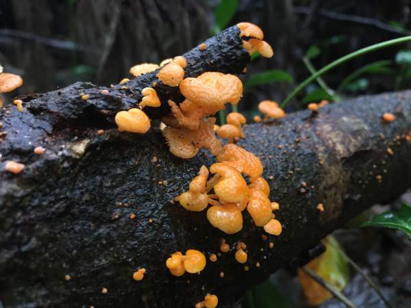 Favolaschia claudopus on dead fallen branch