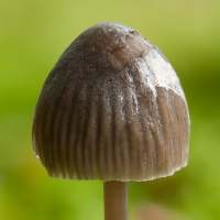 Cap of Mycena abramsii