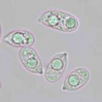 Spores of Mycena aetites