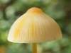 Mycena crocata, Saffrondrop Bonnet