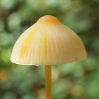 Cap of Mycena crocata