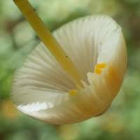 Gills and stem of Mycena crocata
