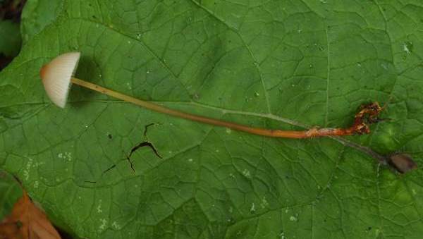 Mycena crocata showing its long stem