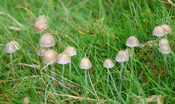 Mycena epipterygia - Yellowleg Bonnet in grassland