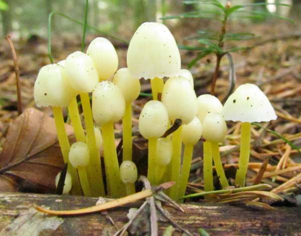 Mycena epipterygia - Yellowleg Bonnet, France