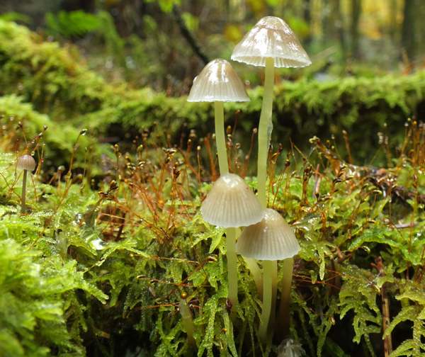 Mycena epipterygia - Yellowleg Bonnet in Canaston Woods, Pembrokeshire, Wales