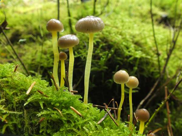 Mycena epipterygia - Yellowleg Bonnet in spruce woodland, Carmarthenshire