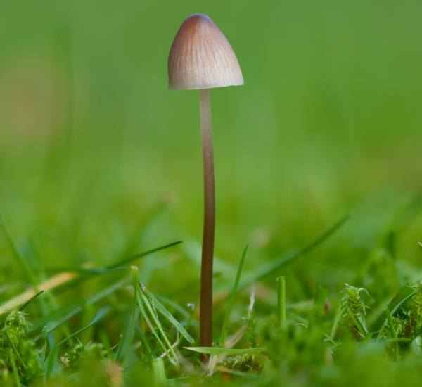 Mycena flavescens, southern England