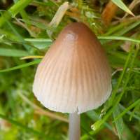 Cap of Mycena flavescens
