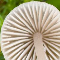 Gills of Mycena flavescens