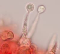 Basidium of Mycena galericulata