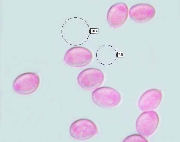 Spores of Mycena galericulata