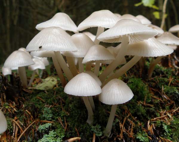 Mycena galericulata - Common Bonnet
