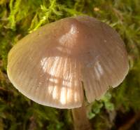 Mature capm of Mycena galericulata
