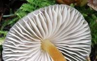 Gills of Mycena galericulata