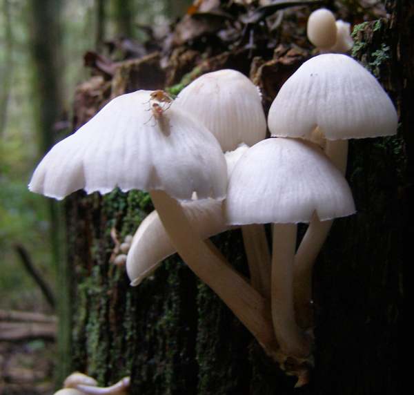 Mycena galericulata on a conifer stump