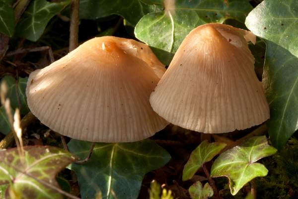 Mycena galericulata in shaded woodland