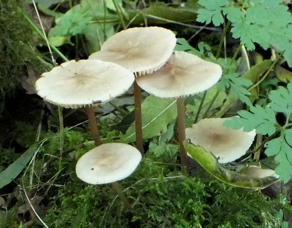 Mycena galericulata - Common Bonnet, Cambridgeshire, England