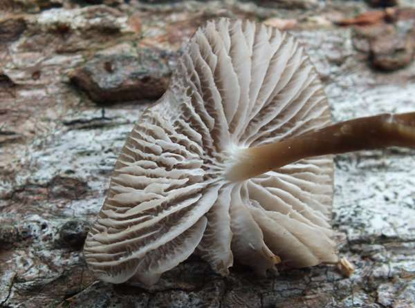 Mycena galericulata, mid Wales UK