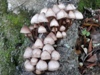 Mycena haematopus, Burgundy Bonnet