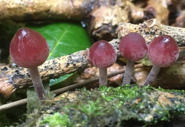 Mycena haematopus with deep burgundy-red caps