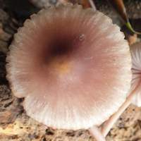 Cap of Mycena haematopus