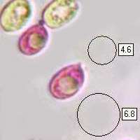 Spores of Mycena inclinata