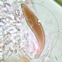 Cheilocystidia of Mycena pelianthina