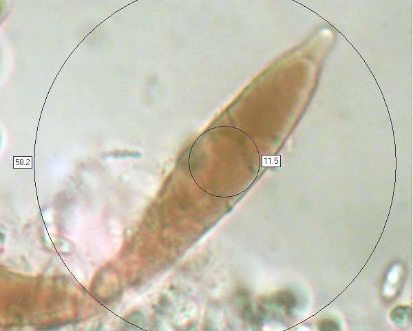 Cheilocystidia of Mycena pelianthina