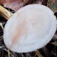 Cap of Mycena pelianthina