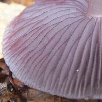 Gills of Mycena pelianthina