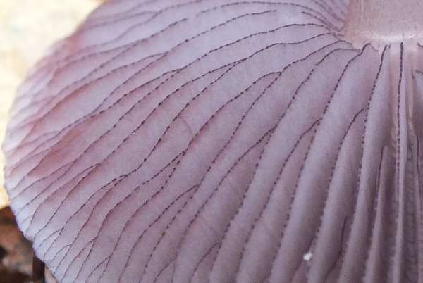 Gills of Mycena pelianthina