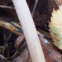 Stem of Mycena pelianthina