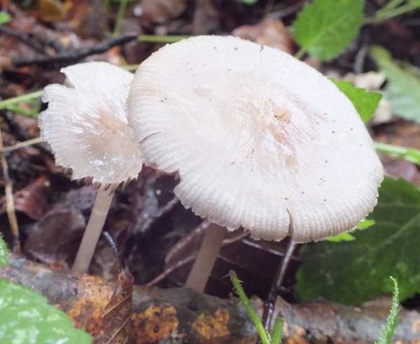 Mycena pelianthina - Blackedge Bonnet, France