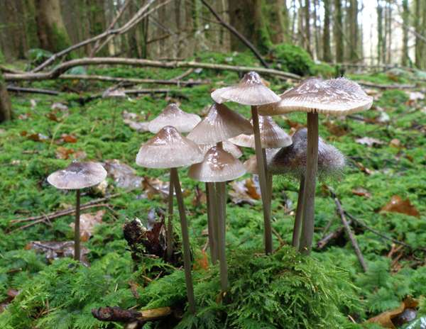 Mycena polygramma - Grooved Bonnet, Wales