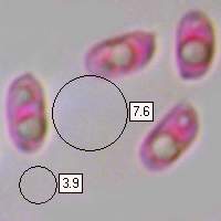Spores of Mycena pura