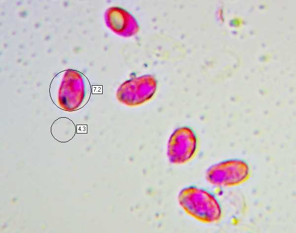 Spores of Mycena rosea