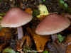 Mycena rosea, Rosy Bonnet