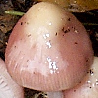 Cap of Mycena rosea