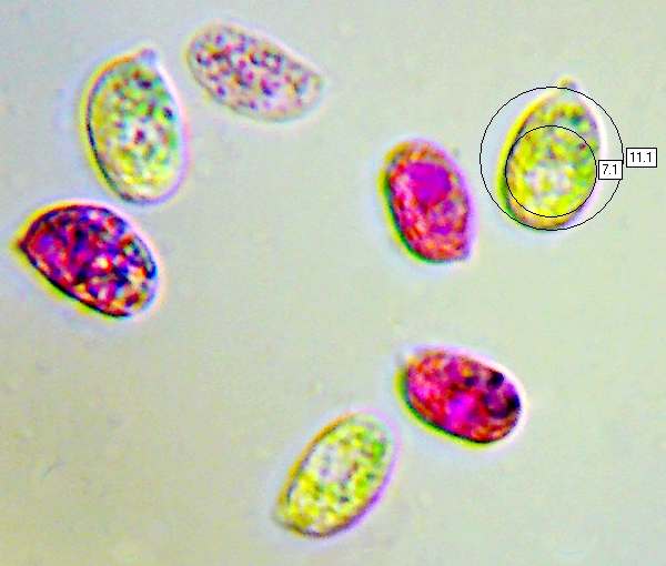 Spores of Mycena vitilis