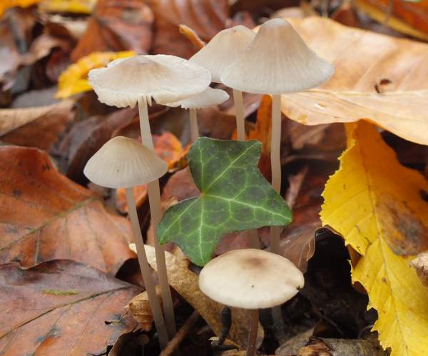 Mycena vitilis, Snapping Bonnet