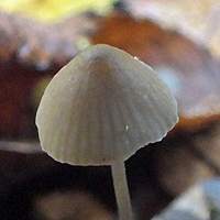 Cap of Mycena vitilis