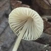 Gills of Mycena vitilis