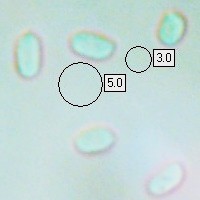 Spores, Panellus stipticus