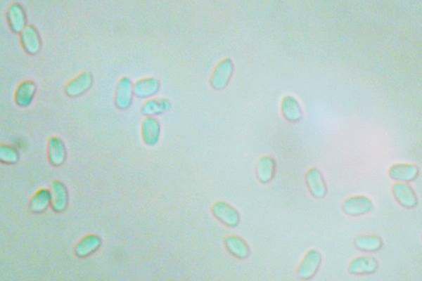 Spores of Panellus stipticus
