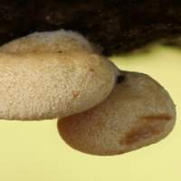 Caps of Panellus stipticus