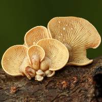 Gills of Panellus stipticus