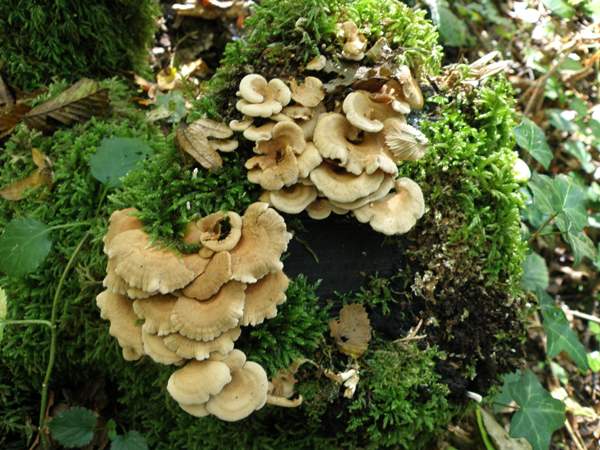 Panellus stipticus, southrn France