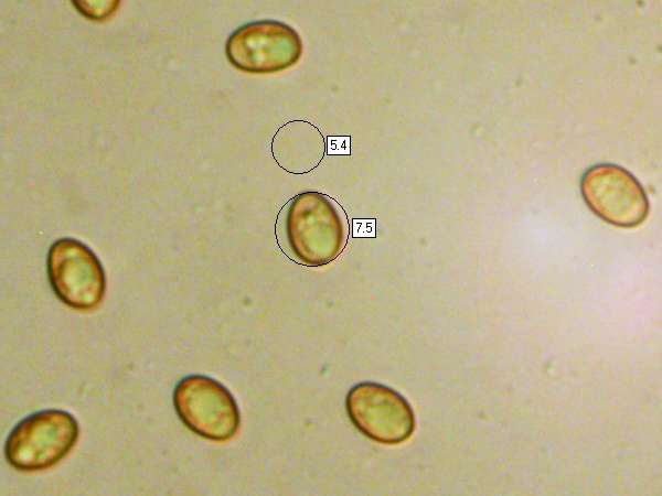 Spores of Paxillus involutus