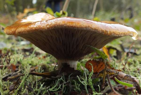 Paxillus involutus - Brown Rollrim